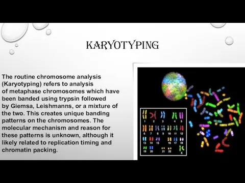 karyotyping The routine chromosome analysis (Karyotyping) refers to analysis of