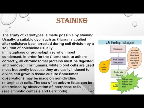 staining The study of karyotypes is made possible by staining.