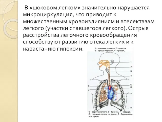 В «шоковом легком» значительно нарушается микроциркуляция, что приводит к множественным