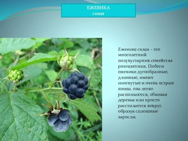 Ежевика сизая - это многолетний полукустарник семейства розоцветных. Побеги ежевики