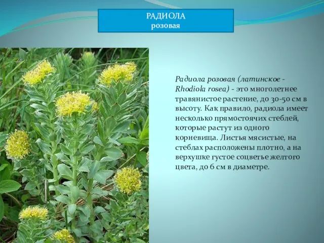 Радиола розовая (латинское - Rhodiola rosea) - это многолетнее травянистое