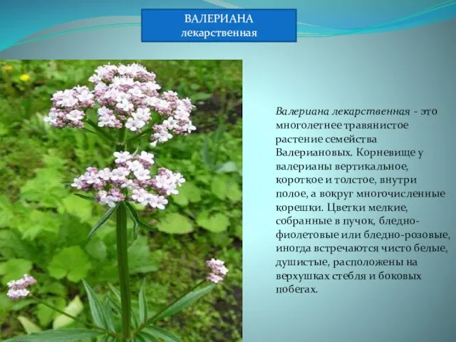 Валериана лекарственная - это многолетнее травянистое растение семейства Валериановых. Корневище