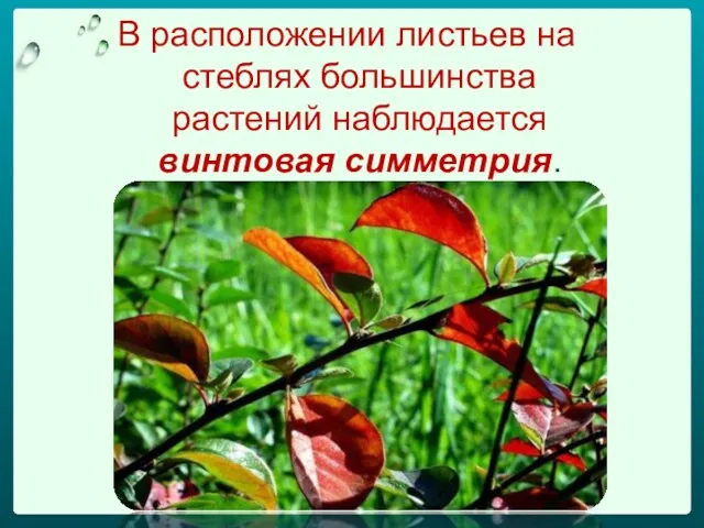 В расположении листьев на стеблях большинства растений наблюдается винтовая симметрия.