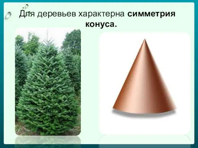 Для деревьев характерна симметрия конуса.