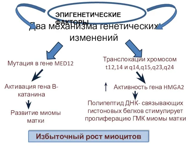 Два механизма генетических изменений Мутация в гене MED12 Транслокации хромосом t12,14 и q14,q15,q23,q24