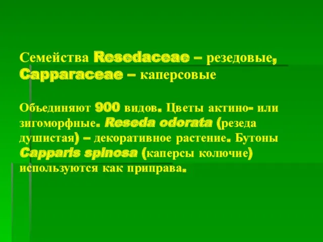 Семейства Resedaceae – резедовые, Capparaceae – каперсовые Объединяют 900 видов. Цветы актино- или