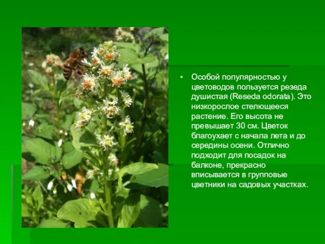 Особой популярностью у цветоводов пользуется резеда душистая (Reseda odorata). Это низкорослое стелющееся растение.