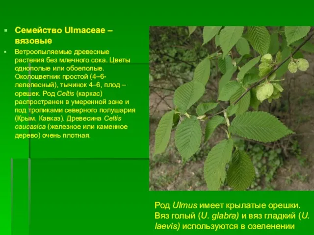 Семейство Ulmaceae – вязовые Ветроопыляемые древесные растения без млечного сока. Цветы однополые или