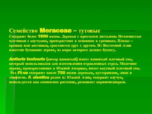 Семейство Moraceae – тутовые Содержит более 1500 видов. Деревья с простыми листьями. Нечленистые