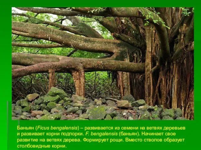 Баньян (Ficus bengalensis) – развивается из семени на ветвях деревьев и развивает корни
