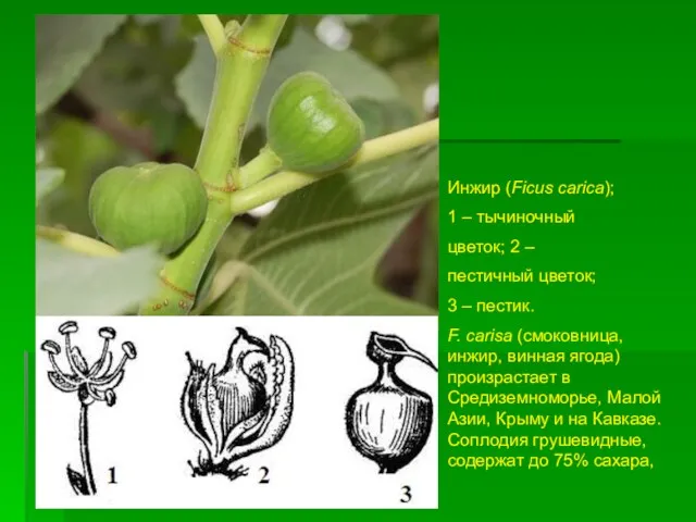 Инжир (Ficus carica); 1 – тычиночный цветок; 2 – пестичный цветок; 3 –