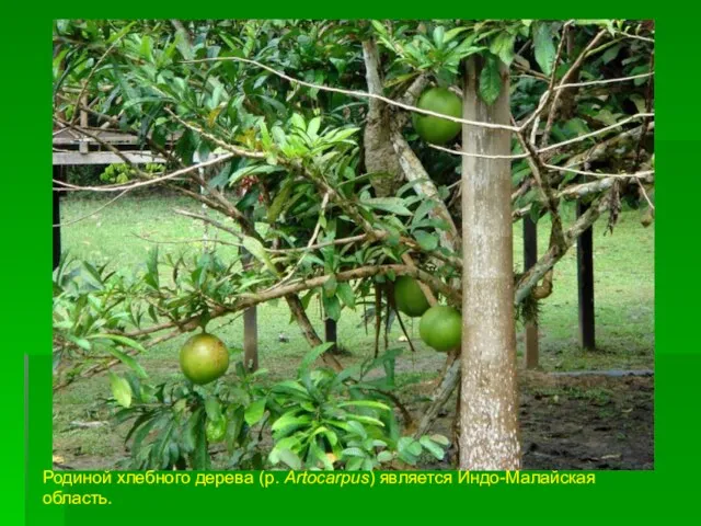 Родиной хлебного дерева (р. Artocarpus) является Индо-Малайская область.