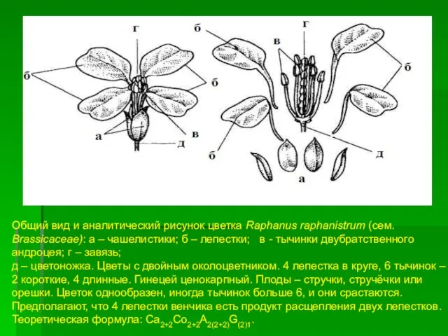 Общий вид и аналитический рисунок цветка Raphanus raphanistrum (сем. Brassicaceae): а – чашелистики;