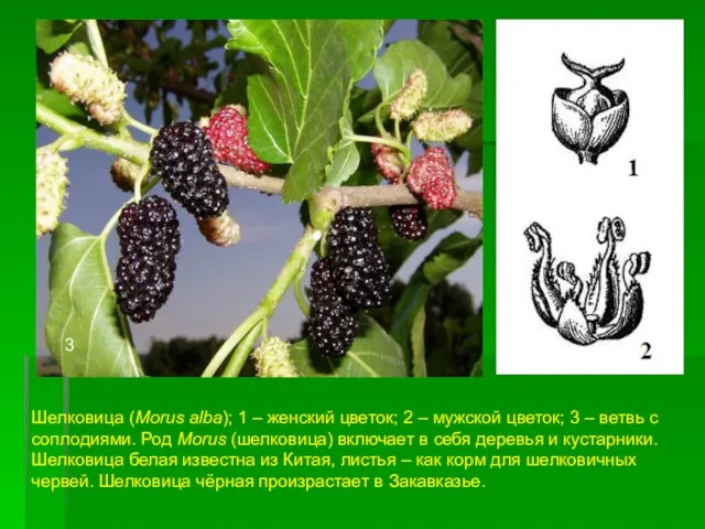 3 Шелковица (Morus alba); 1 – женский цветок; 2 – мужской цветок; 3