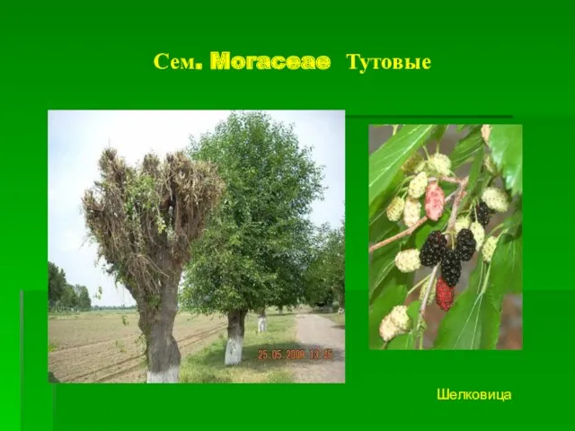 Сем. Moraceae Тутовые Шелковица