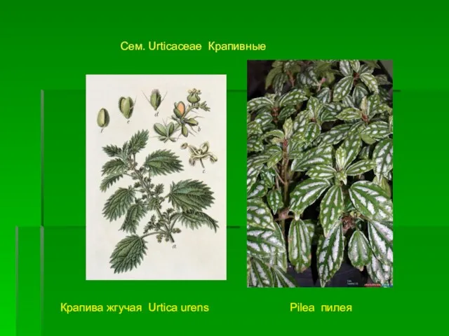 Сем. Urticaceae Крапивные Крапива жгучая Urtica urens Pilea пилея