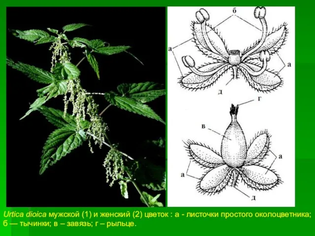 Urtica dioica мужской (1) и женский (2) цветок : а - листочки простого