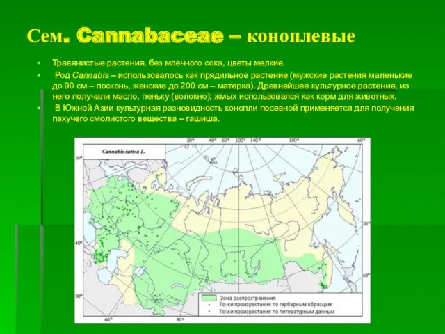 Сем. Cannabaceae – коноплевые Травянистые растения, без млечного сока, цветы мелкие. Род Cannabis