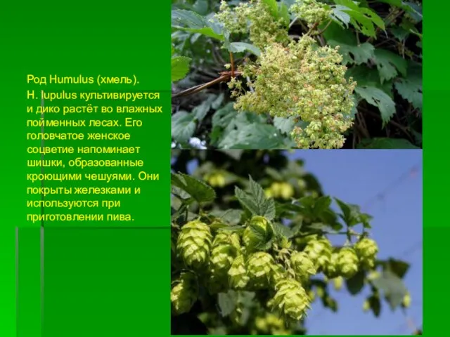 Род Humulus (хмель). H. lupulus культивируется и дико растёт во влажных пойменных лесах.