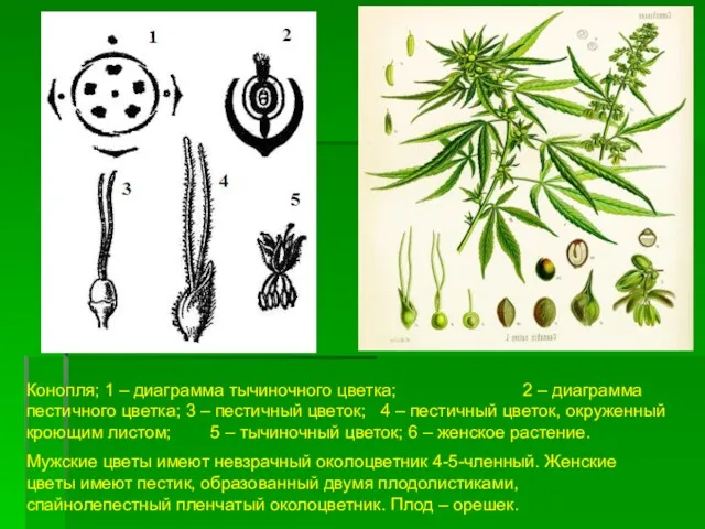 Конопля; 1 – диаграмма тычиночного цветка; 2 – диаграмма пестичного цветка; 3 –
