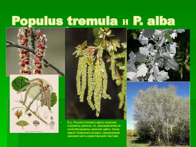 Populus tremula и P. alba В р. Populus (тополь) цветы мужские окружены диском,