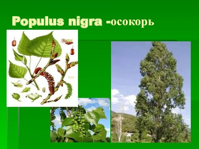 Populus nigra -осокорь