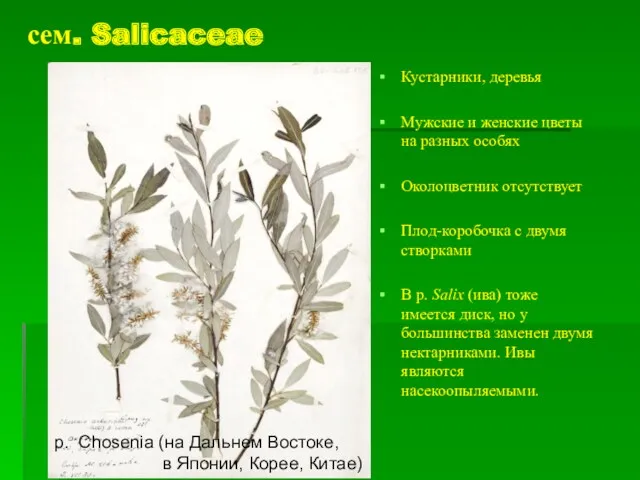 сем. Salicaceae Кустарники, деревья Мужские и женские цветы на разных особях Околоцветник отсутствует