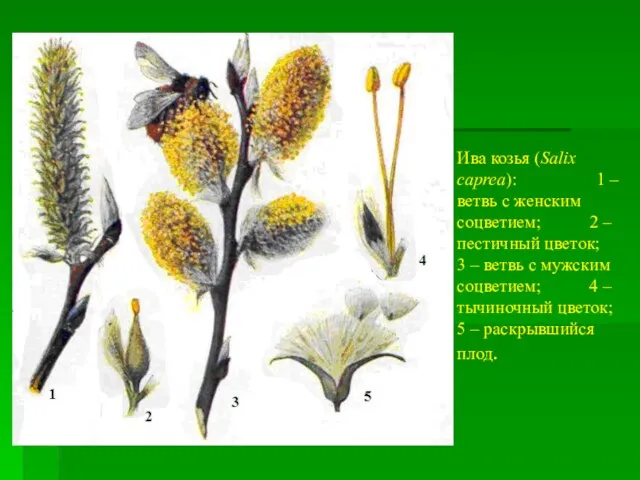 Ива козья (Salix caprea): 1 – ветвь с женским соцветием; 2 – пестичный