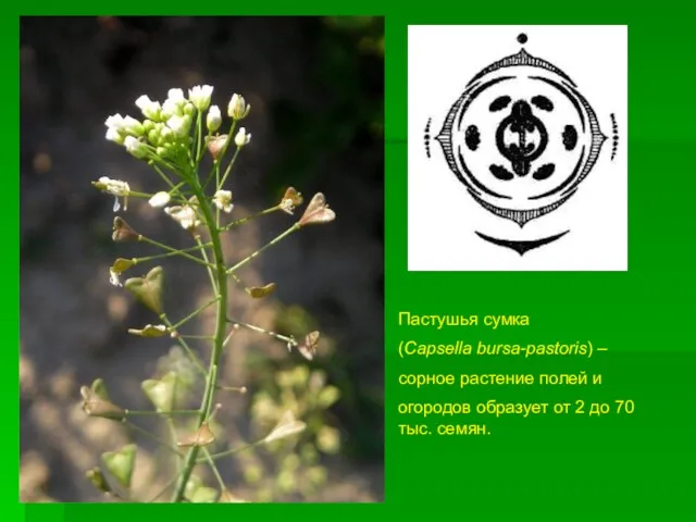 Пастушья сумка (Capsella bursa-pastoris) – сорное растение полей и огородов образует от 2