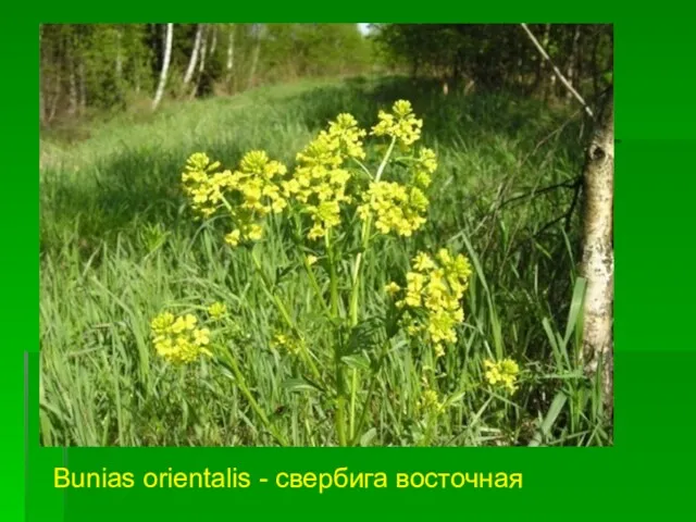 Bunias orientalis - свербига восточная