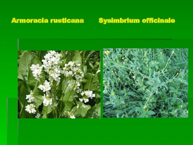 Armoracia rusticana Sysimbrium officinale