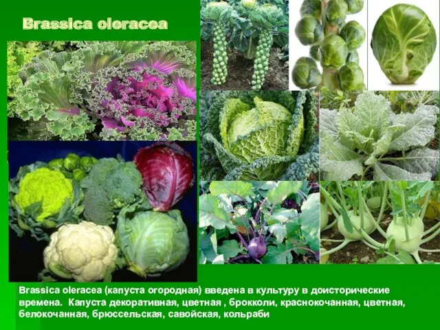 Brassica oleracea Brassica oleracea (капуста огородная) введена в культуру в доисторические времена. Капуста