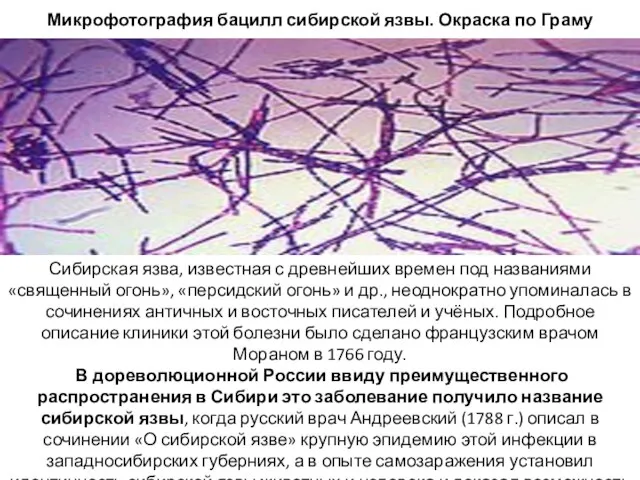 Микрофотография бацилл сибирской язвы. Окраска по Граму Сибирская язва, известная
