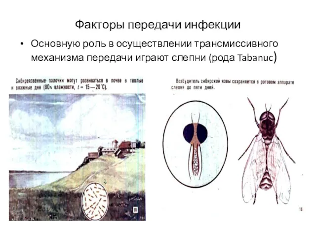 Факторы передачи инфекции Основную роль в осуществлении трансмиссивного механизма передачи играют слепни (рода Tabanuc)