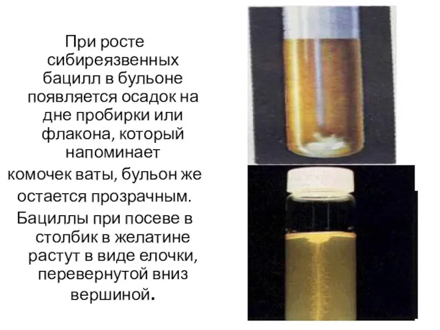 При росте сибиреязвенных бацилл в бульоне появляется осадок на дне