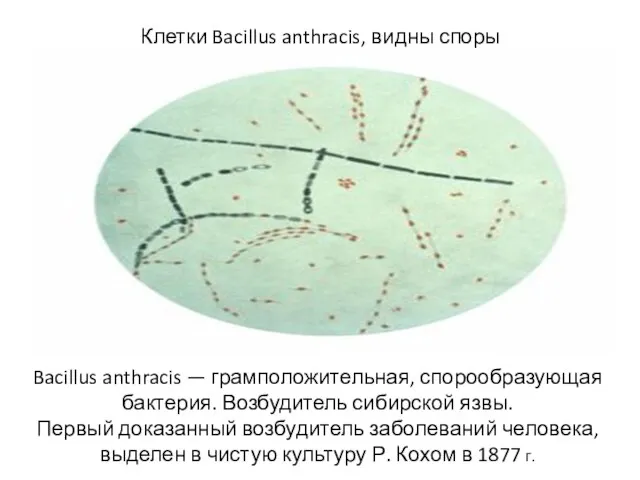 Клетки Bacillus anthracis, видны споры Bacillus anthracis — грамположительная, спорообразующая