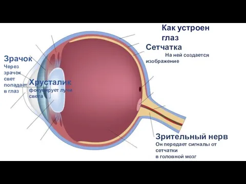 Зрительный нерв Он передает сигналы от сетчатки в головной мозг