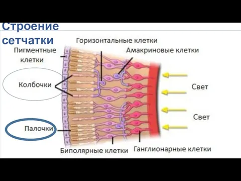 Строение сетчатки