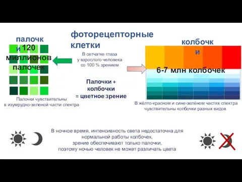 фоторецепторные клетки палочки В сетчатке глаза у взрослого человека со