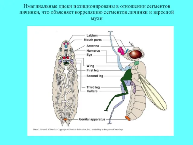 Имагинальные диски позиционированы в отношении сегментов личинки, что объясняет корреляцию сегментов личинки и взрослой мухи
