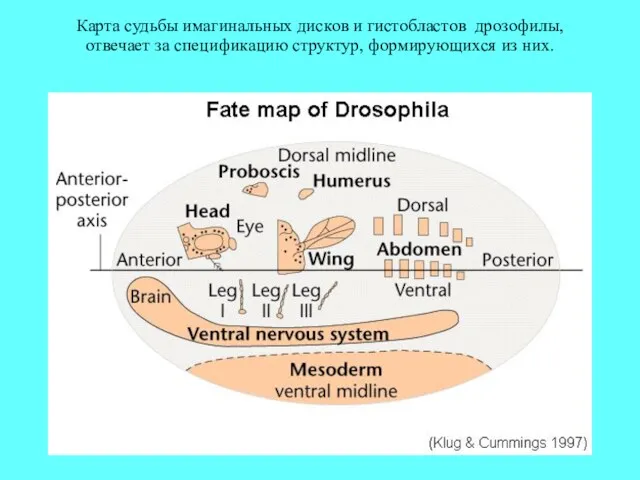 Карта судьбы имагинальных дисков и гистобластов дрозофилы, отвечает за спецификацию структур, формирующихся из них.