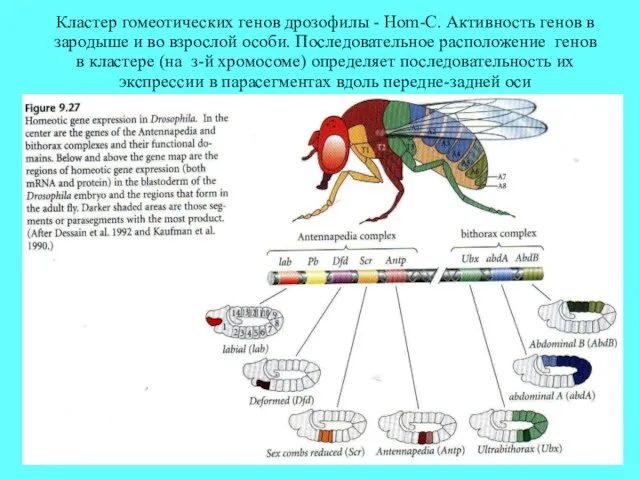 Кластер гомеотических генов дрозофилы - Hom-C. Активность генов в зародыше