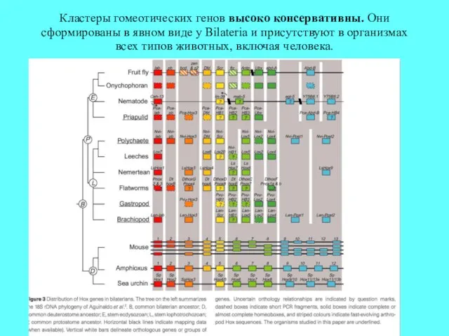 Кластеры гомеотических генов высоко консервативны. Они сформированы в явном виде