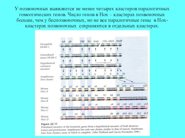 У позвоночных выявляется не менее четырех кластеров паралогичных гомеотических генов.