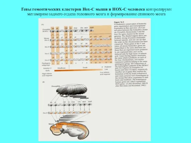 Гены гомеотических кластеров Hox-C мыши и HOX-C человека контролируют метамерию