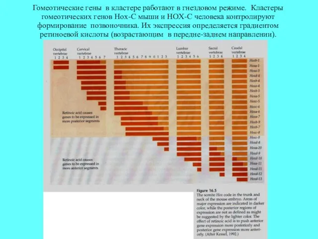 Гомеотические гены в кластере работают в гнездовом режиме. Кластеры гомеотических