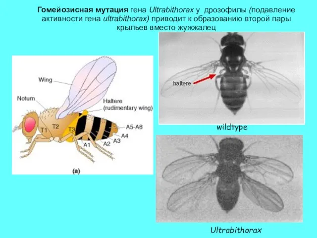 Гомейозисная мутация гена Ultrabithorax у дрозофилы (подавление активности гена ultrabithorax)