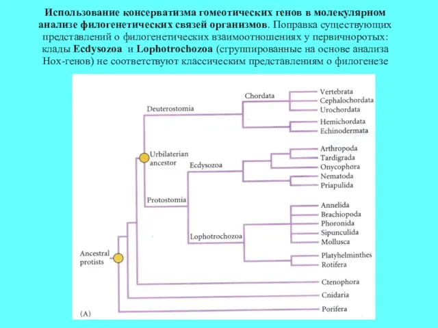 Использование консерватизма гомеотических генов в молекулярном анализе филогенетических связей организмов.