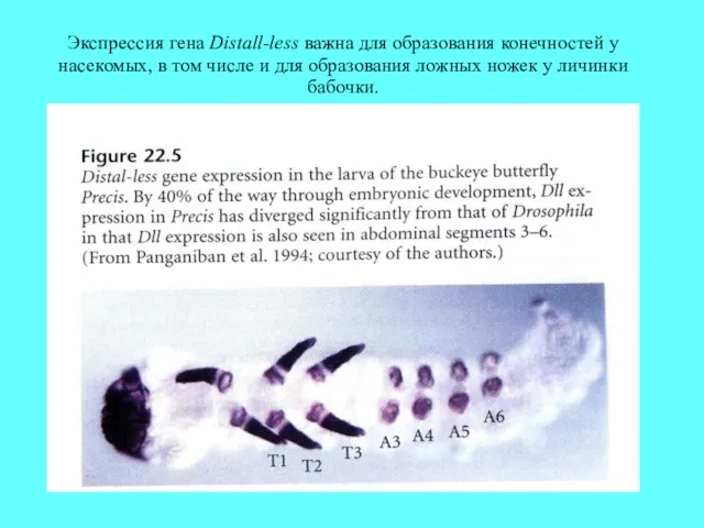 Экспрессия гена Distall-less важна для образования конечностей у насекомых, в