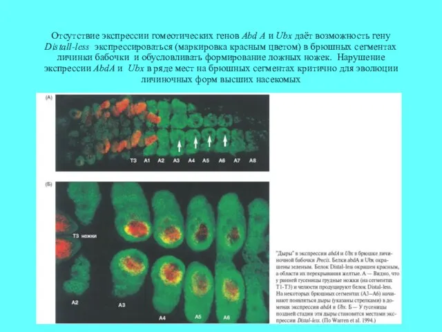 Отсутствие экспрессии гомеотических генов Abd A и Ubx даёт возможность